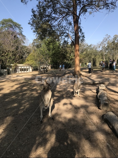 동물원,캥거루,동물,zoo,kangaroo