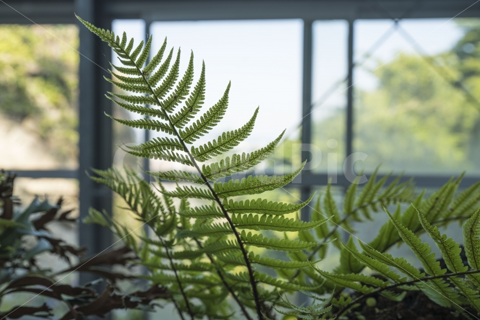 식물,초록,풀,식물원,푸름,식물,자연,plants,nature