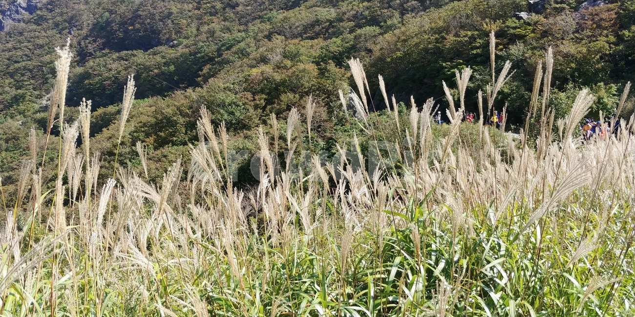 가을,갈대,풍경,억새,한국자연경관,캠핑,식물,계절,자연,한국자연풍경,plant,잔디,초목,산,등산,신불산,하늘,outdoors,정상,grass,옥외,한국자연,한국,구름,nature,season,koreanaturelandscape,reed,lawn,바다,겨울풍경,겨울나무,백그라운드,배경,자연,풍경,nature,landscape,grass,vegetation