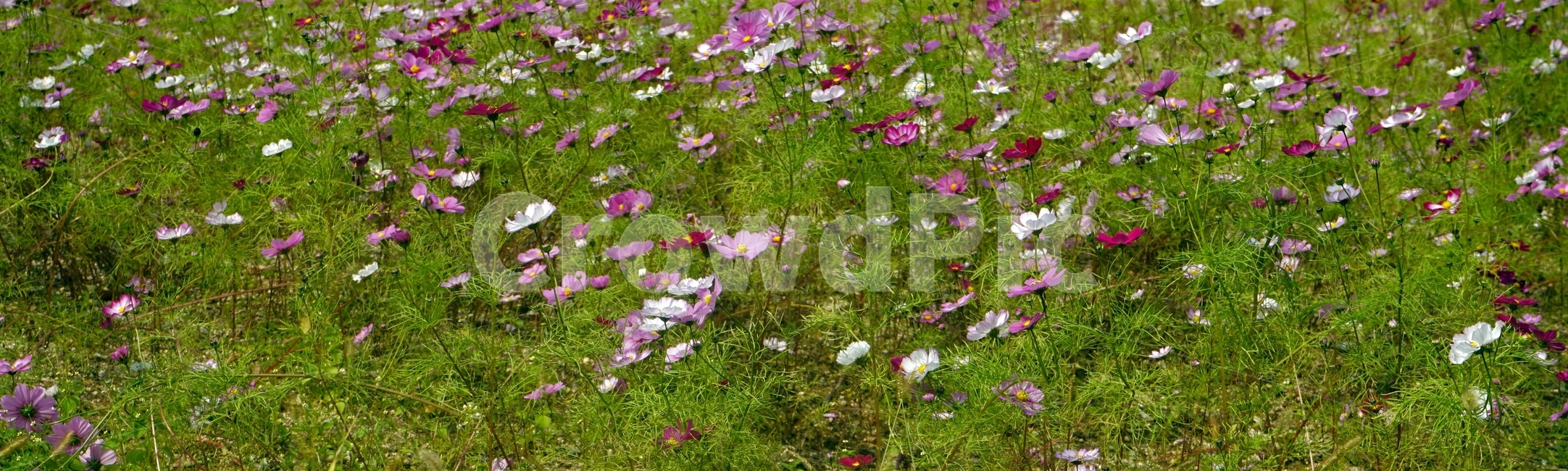 초가을,코스모스,가을,분홍,흰색,군락지,자연,nature,cosmos,fall,autumn,pink,white,식물,자연,plants,nature,꽃,flower