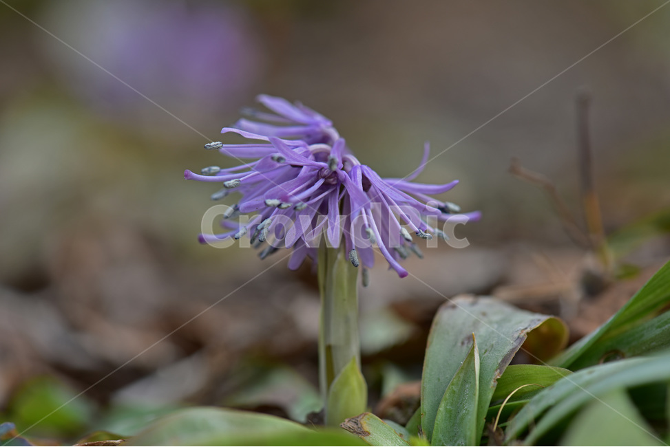 처녀치마,야생화,처녀치마꽃,봄꽃,다년생,자주색꽃,백합과,식물,자연,plants,nature,꽃,flower