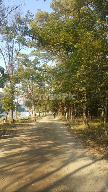 산책,남이섬,산책길,자연,자연풍경,나무,자연,풍경,nature,landscape