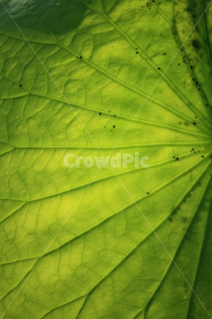 연잎,식물,자연,풍경,잎,식물,자연,plants,nature