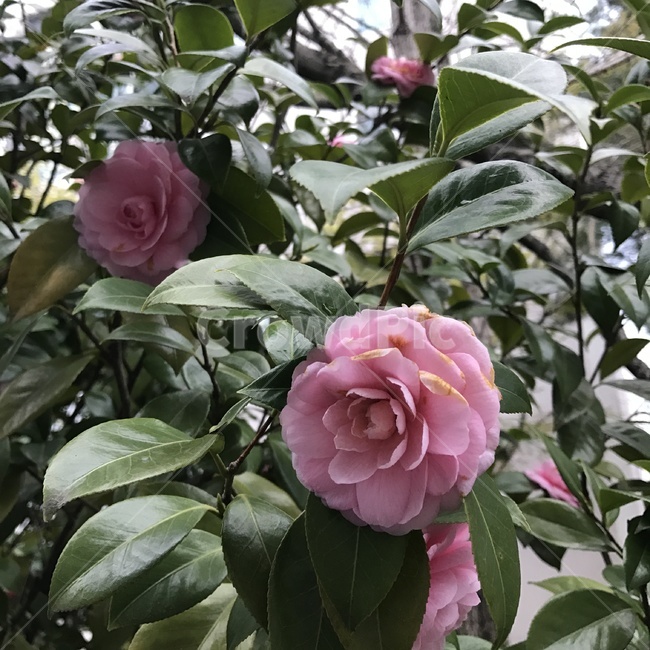 분홍,plant,식물,flower,꽃,blossom,식물,자연,plants,nature,꽃,flower