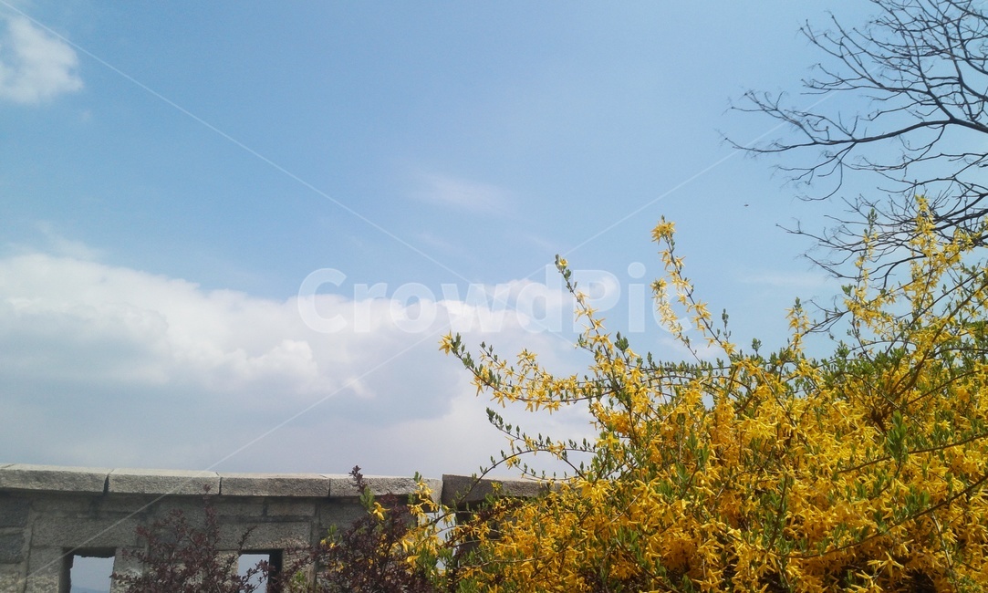 봄,sprimg,春,개나리,yellow,花,봄,계절,spring,season,자연,풍경,nature,landscape