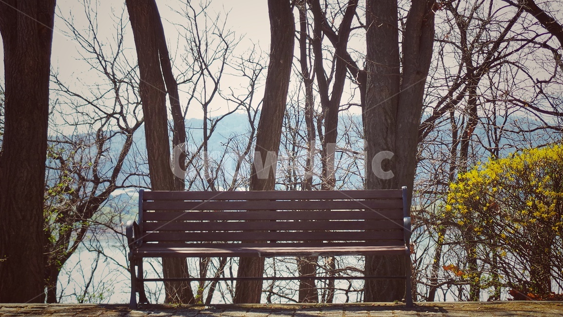의자,벤치,개나리,bench,나무,쓸쓸함,외로움