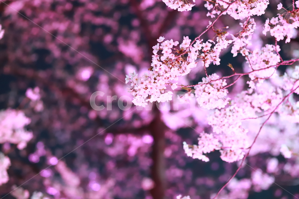 plant,식물,벚꽃,밤,조명,봄,spring,night,blossom,봄,계절,spring,season,식물,자연,plants,nature,꽃,flower