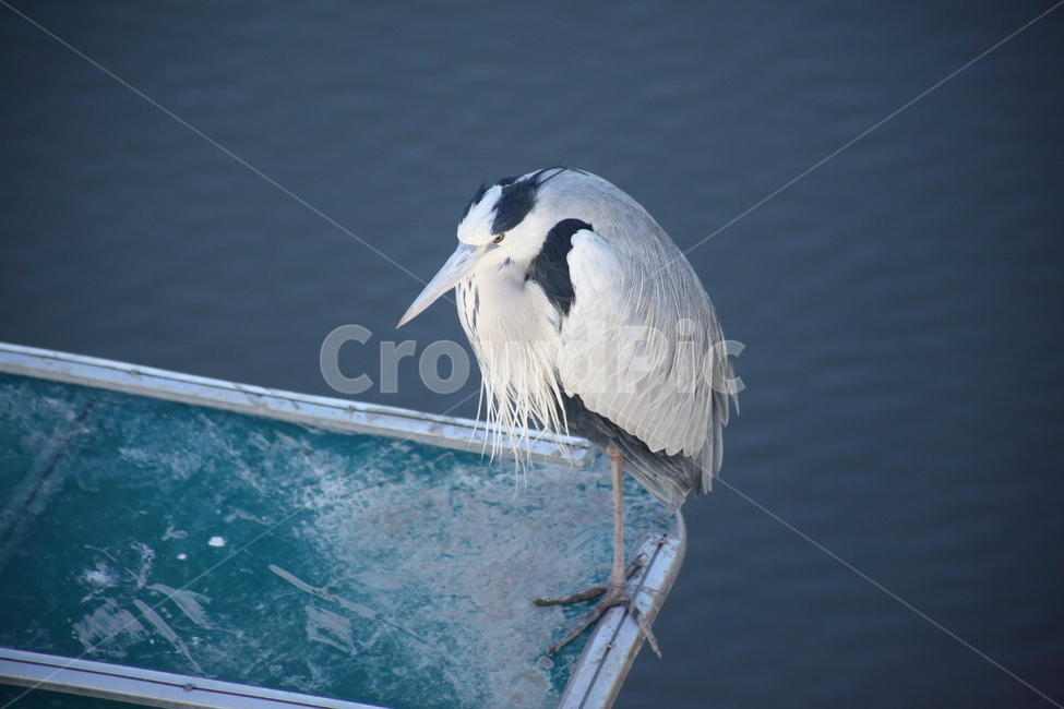 왜가리,새,조류,야생동물,heron,철새