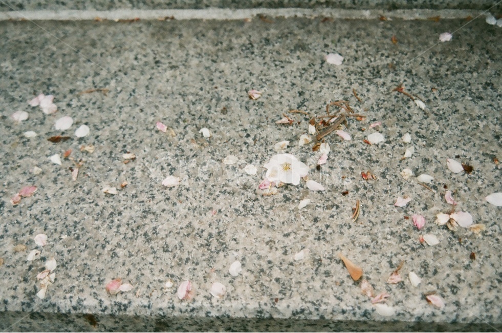 벚꽃,꽃,봄,봄꽃,flower,계절,자연,감성,힐링,식물,spring,season,봄,계절,spring,season,꽃,flower