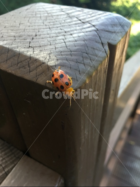 곤충,무당벌레,자연,생명,벌레,nature,insect