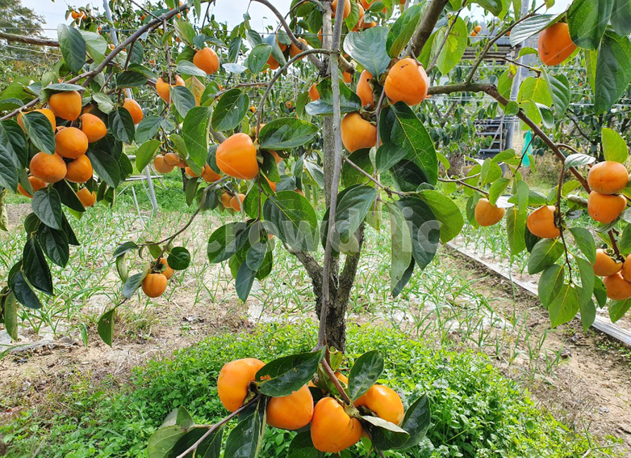 감나무,대봉,과일,감,감나무밭,주황색,식물,감귤류과일,과일,열매,fruit