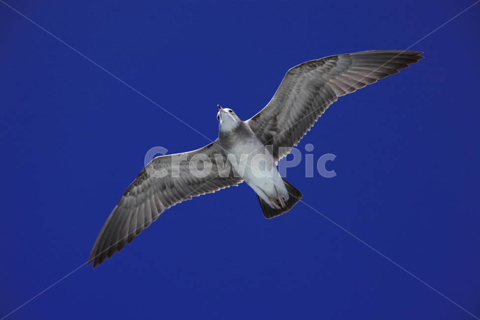 갈매기,바다새,대형조류,commongull,mewgull,동물,animal,조류,새,birds