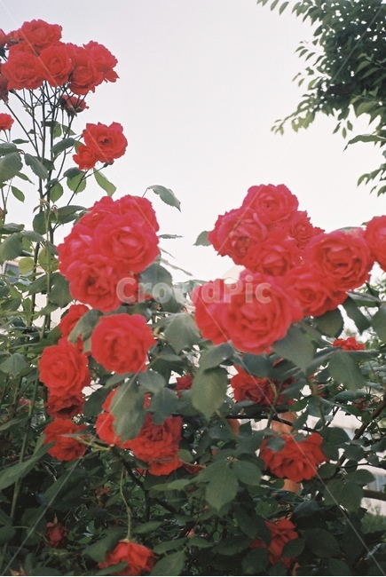 자연,감성,감성사진,장미,장미꽃,꽃,필름,필름카메라,필름사진,film,filmcamera,nature,rose,flower,plant,sensible,color,colorsensitivity,emotional,feeling