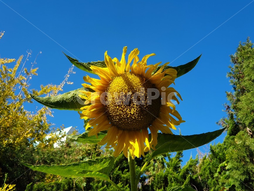 해바라기,sunflower,꽃,flower,blossom,plant,식물,노란색,yellow,sky,blue,식물,자연,plants,nature,꽃,flower
