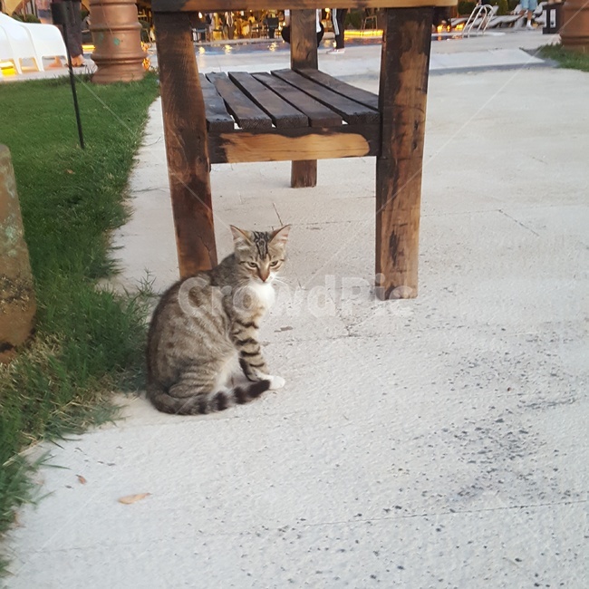 고양이,cat,애완동물,동물,animal,포유류,mammal,pet