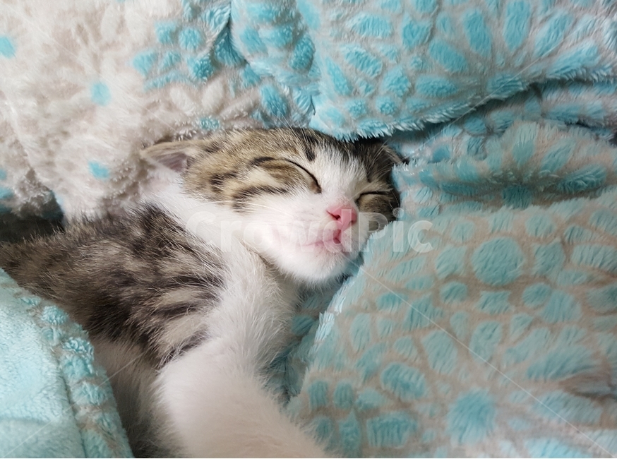 고양이,새끼고양이,cat,kitten,낮잠,동물,animal,포유류,mammal,고양이,cat,kitten,kitty