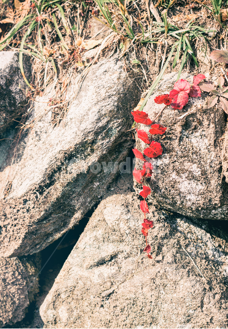 가을,담,담벼락,식물,계절,낙옆,햇빛,fall,autumn,wall,plant,자연,풍경,nature,landscape,seasons,가을,계절,fall,autumn,season,rock,록