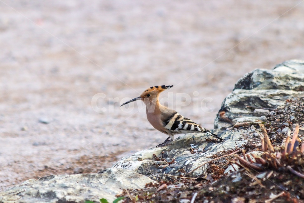 특이한새,자연,animal,동물,bird,새,동물,animal,조류,새,birds