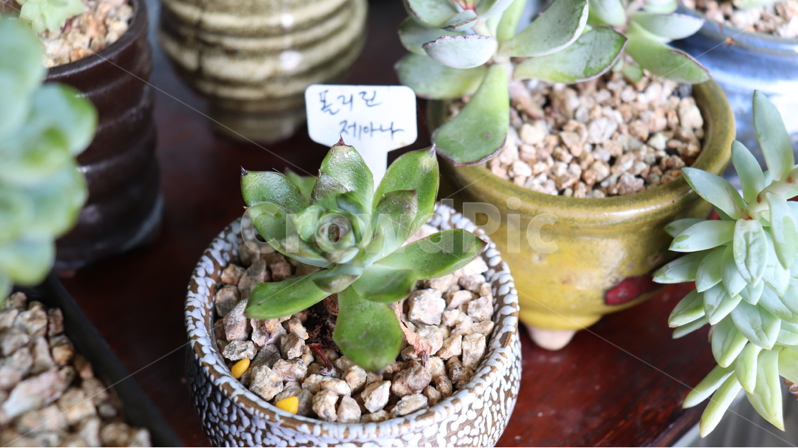 다육,다육이,식물,항아리,돌,실내용화초,화분,화초,house plant