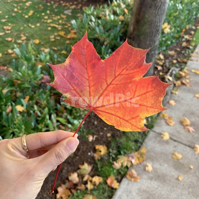 낙엽,메이플,단풍,캐나다,밴쿠버,잔디,잎,leaf,person,식물,tree,나무,인간,손,가을,fall,autumn,가을,계절,fall,autumn,season