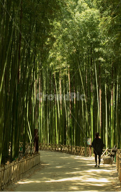 대나무숲,숲,나무,자연,풍경,여행,landscape,forest,tree,natural,실루엣,사람,bambusoideae,대나무,자연,풍경,nature,landscape,식물,plants,나무,trees,wood,사람,인물,인간,human,person,인물실루엣,사람실루엣,character silhouette,human silhouette,plant