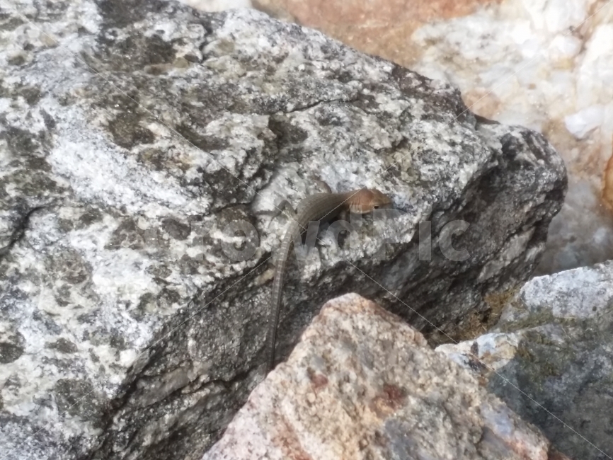 파충류,도마뱀,동물,바위,자연,동물,animal,파충류,양서류,reptile,amphibian