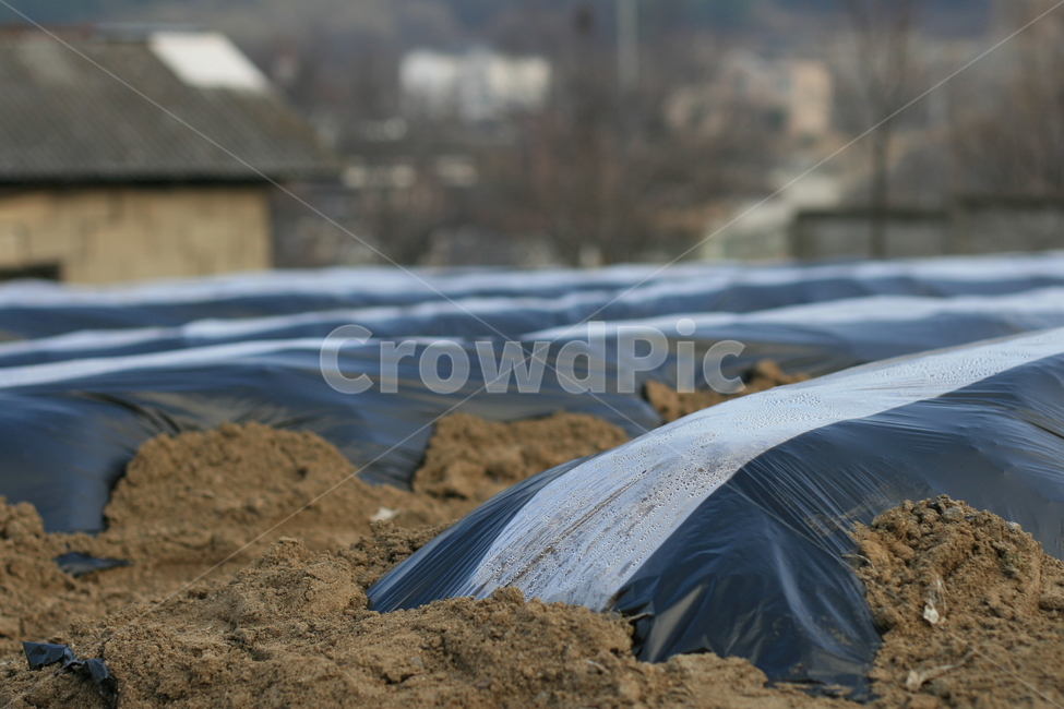 비닐작업,농사,밭,텃밭,농사비닐,농촌,시골,밭고랑,농업,농사,agriculture,farming,farming industry