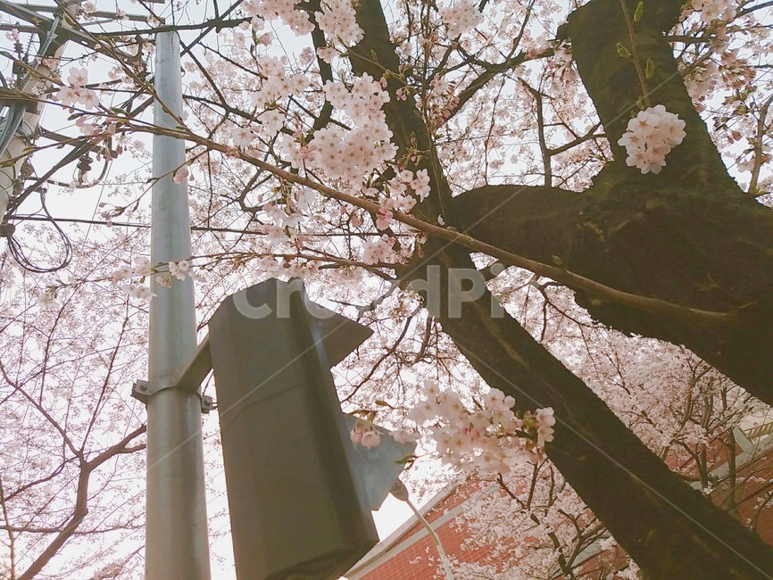 봄,벚꽃,꽃잎,나뭇가지,하늘,전봇대,신호등