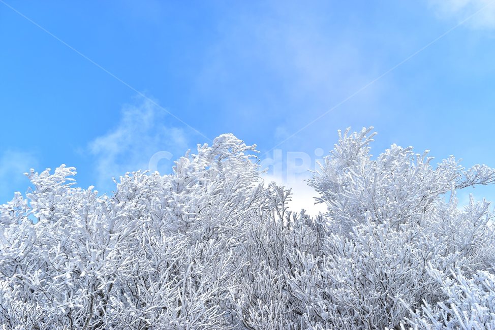 소백산,눈꽃풍경,상고대,겨울풍경,국립공원,겨울동화,힐링,감성,아름다움,뷰티풀,설국,눈풍경,파란하늘,100대명산,겨울명산,설경,서리꽃,snow,landscape,눈,화이트,자연,신비로운,경이로운,천상,비경,치유,산,명산,자연풍경,늦가을,영주,단양,풍기,희방사,삼가리,비로봉,연화봉,겨울,계절,winter,season,자연,풍경,nature,landscape,식물,plants,나무,trees,wood,outdoors,옥외