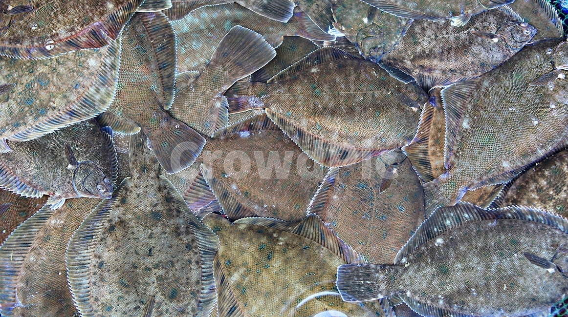 생선,생선회,새꼬시용,회,먹거리,시장,마트,마켓,market,mart,market place,음식,식재료,요리,food,cook,meal,dishes,food reserves,수산물,해산물,fishery products,seafood