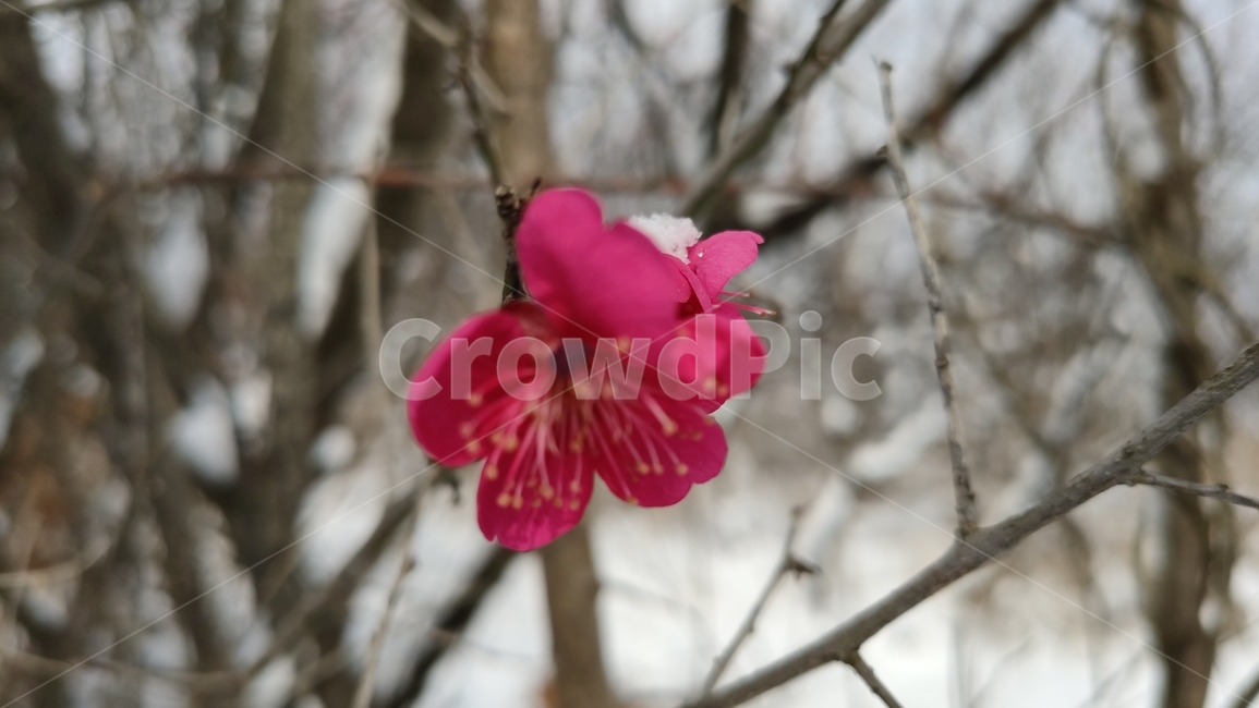 홍매화,매화,매화꽃,붉은매화꽃,홍매,자장매,설중매,plant,식물,flower,blossom,꽃,식물,자연,plants,nature,꽃,flower