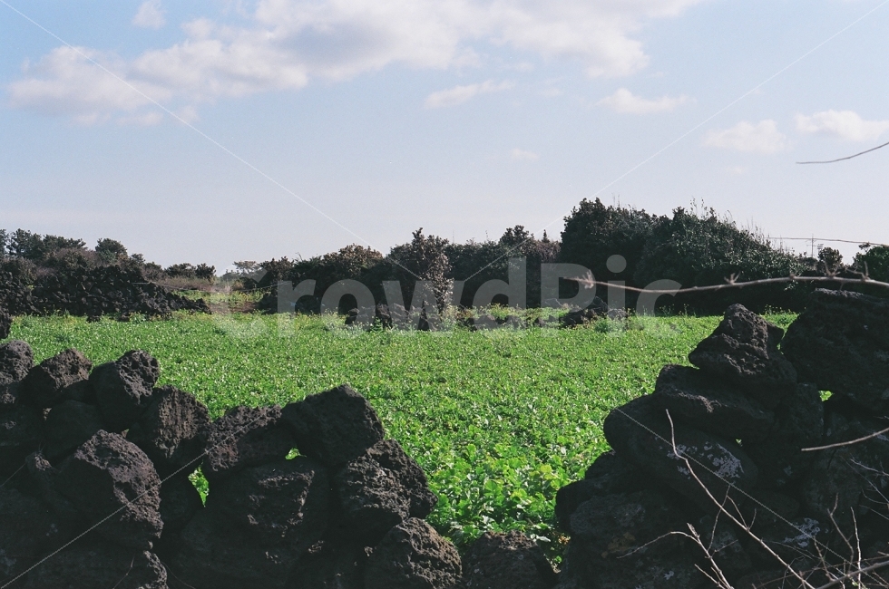제주도,밭,농사,초록,풀,돌담,jeju,제주도하늘,하늘,film,filmcamera,필름,필카,필름카메라,자연,풍경,nature,landscape,제주도,jeju,jeju island