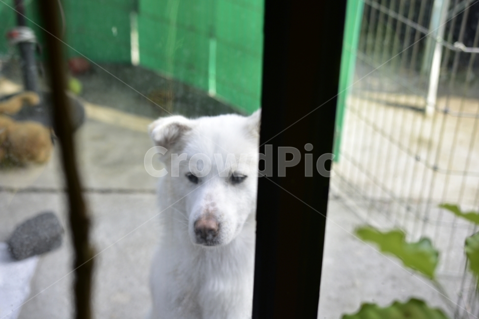 Dog,배경,동물,백구,창문,Animal,동물,animal,포유류,mammal,개,강아지,dog,doggy