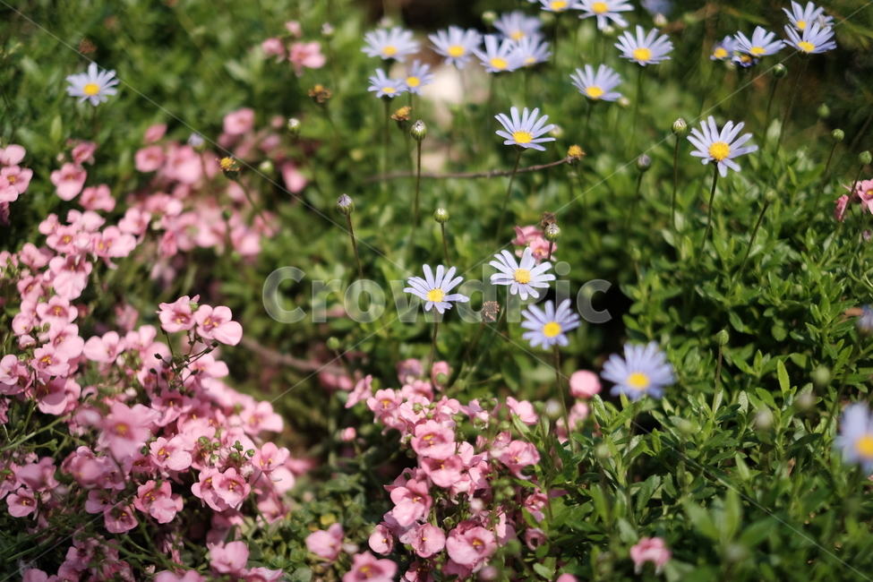 봄꽃,분홍색꽃,파란색꽃,봄,꽃,flower,파스텔톤