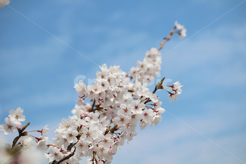 벚꽃,꽃,봄,계절,식물,자연,브라운,분홍색,하얀색,색깔,cherryblossom,pink,brown,white,flower,spring,season,color,plant,nature,봄,계절,spring,season,식물,자연,plants,nature,꽃,flower,blossom