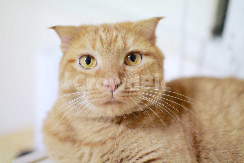 고양이,실내,동물,귀여운,치즈냥,동글,스코티쉬폴드,장화신은고양이,동물,animal,포유류,mammal,고양이,cat,kitten,kitty