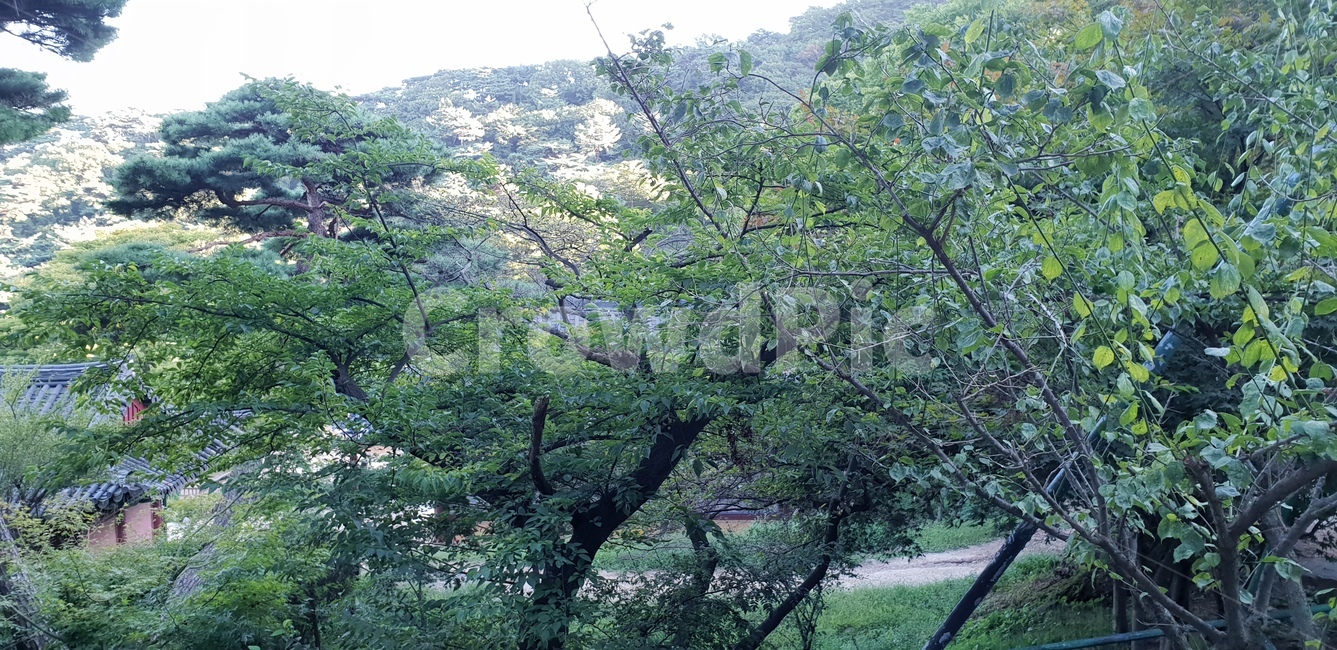 전경,풍경,공기,정상,편안함