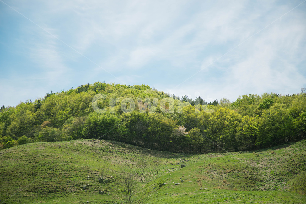 하늘,구름,나무,파릇파릇,청량함,푸름,싱그러움,tree,green,sky,cloud,자연,풍경,nature,landscape,field,들,grassland,목초지,outdoors,옥외