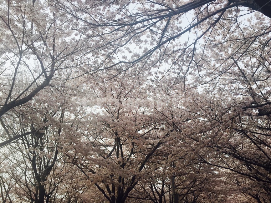 plant,식물,flower,blossom,꽃,벚꽃,봄꽃,봄,계절,spring,season,식물,자연,plants,nature,꽃,flower,나무,trees,wood