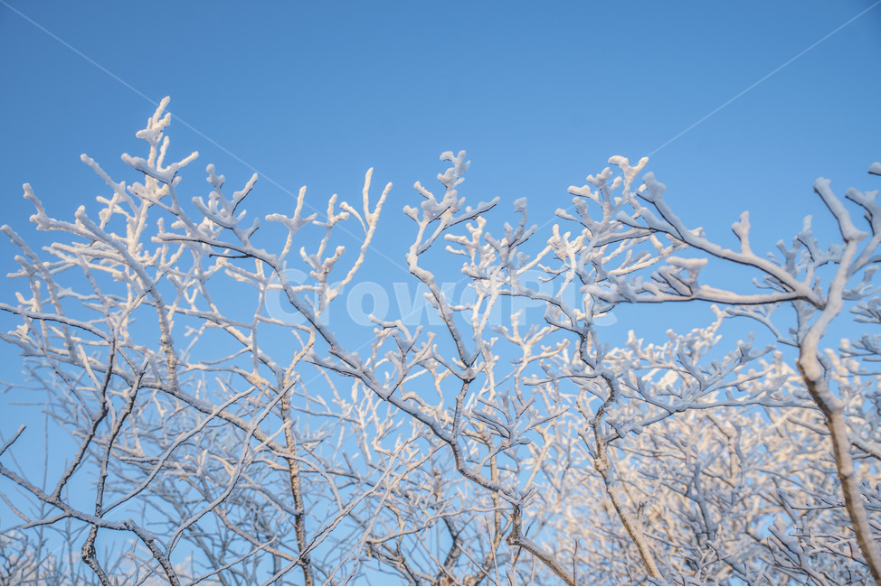 겨울,상고대,눈꽃,설산,태백산,겨울,계절,winter,season,식물,자연,plants,nature,나무,trees,wood