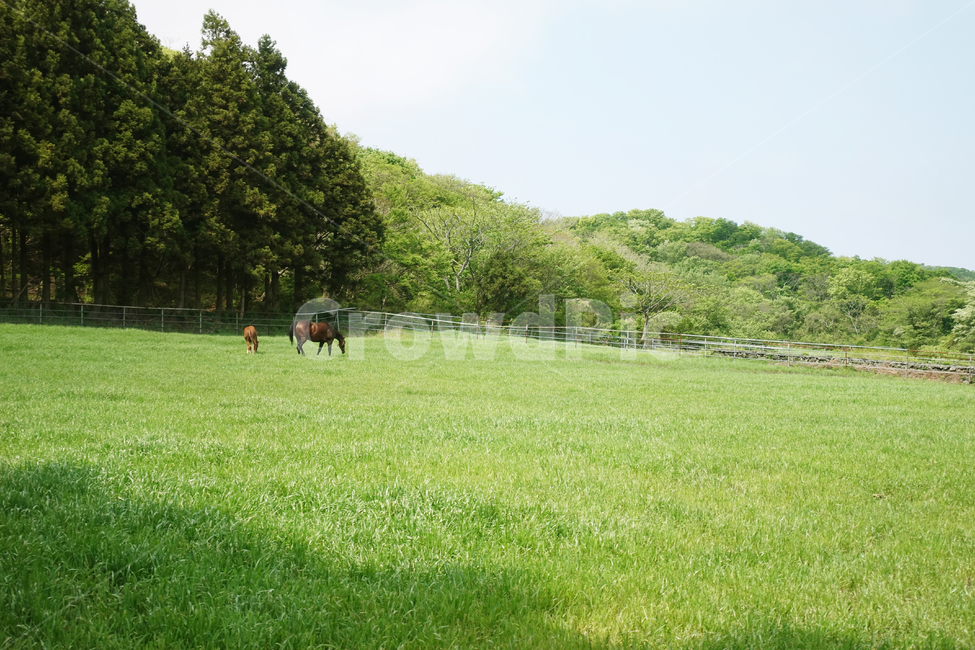 말,들판,제주도,비자림,드넓은,광할한,잔디,초록,green,jeju,한국,korea,푸른,자연,풍경,nature,landscape,동물,animal,포유류,mammal,grass,plant,식물,field,들,outdoors,옥외,grassland,목초지,farm,농장,rural,농촌