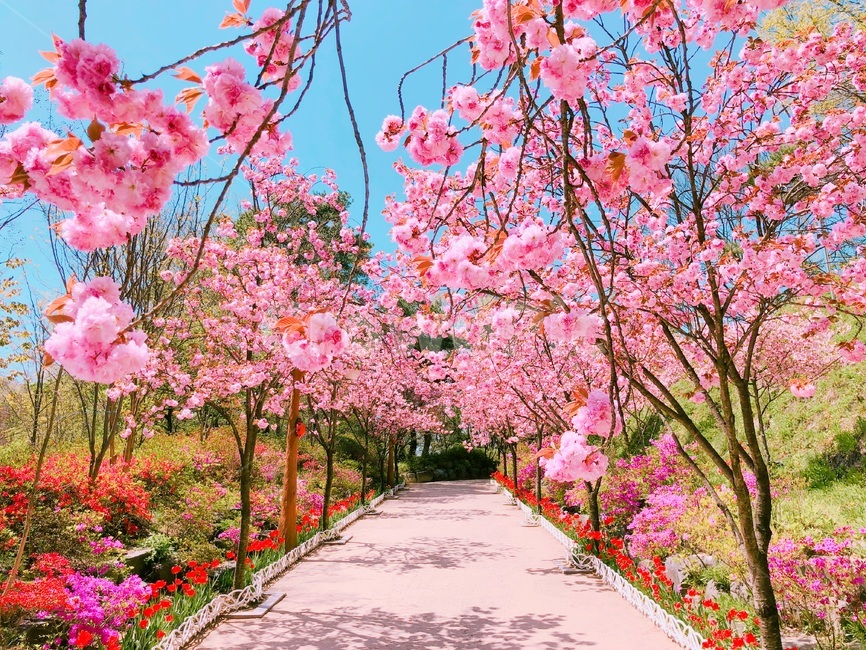 겹벚꽃,봄꽃,꽃,식물,벚꽃,핑크,분홍,봄,계절,spring,season,자연,풍경,nature,landscape,plant
