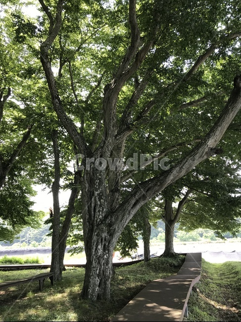 nature,자연,outdoors,field,서어나무숲,plant