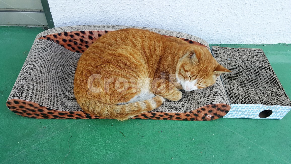 고양이,치즈냥,길고양이,노랑이,벚꽃,길냥이,고양이침대,고양이골판지