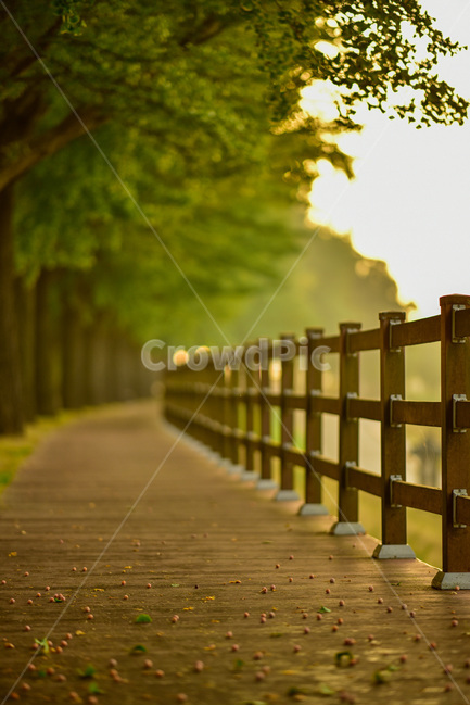 fence,산책로,은행나무길,아산,통나무길,handrail,railing,banister,나무,자연,풍경,nature,landscape
