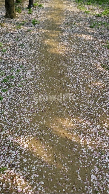 봄,봄꽃길,꽃길,벚꽃길,핑크길