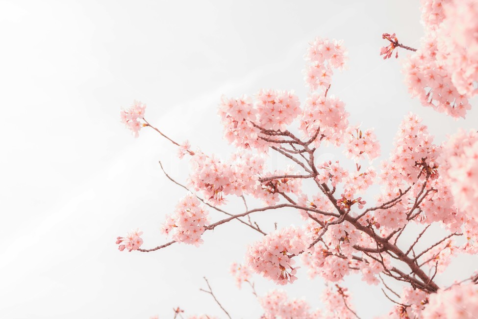 봄,벚꽃,감성,낭만,따뜻함,봄날,여의도,따스함,포근함,4월,식물,자연,plants,nature,꽃,flower,나무,trees,wood