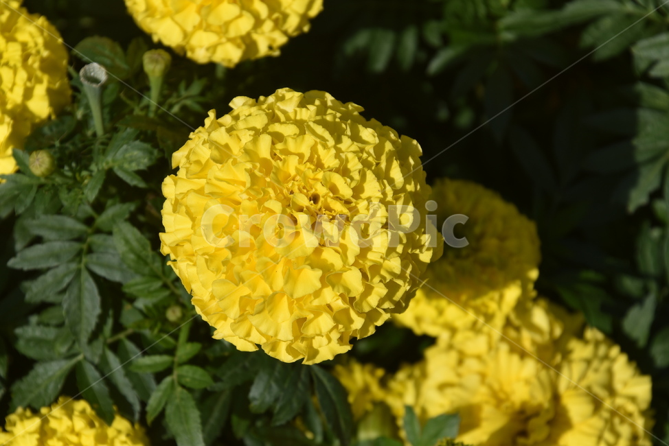 plant,식물,flower,꽃,메리골드,식물,자연,plants,nature,꽃,flower