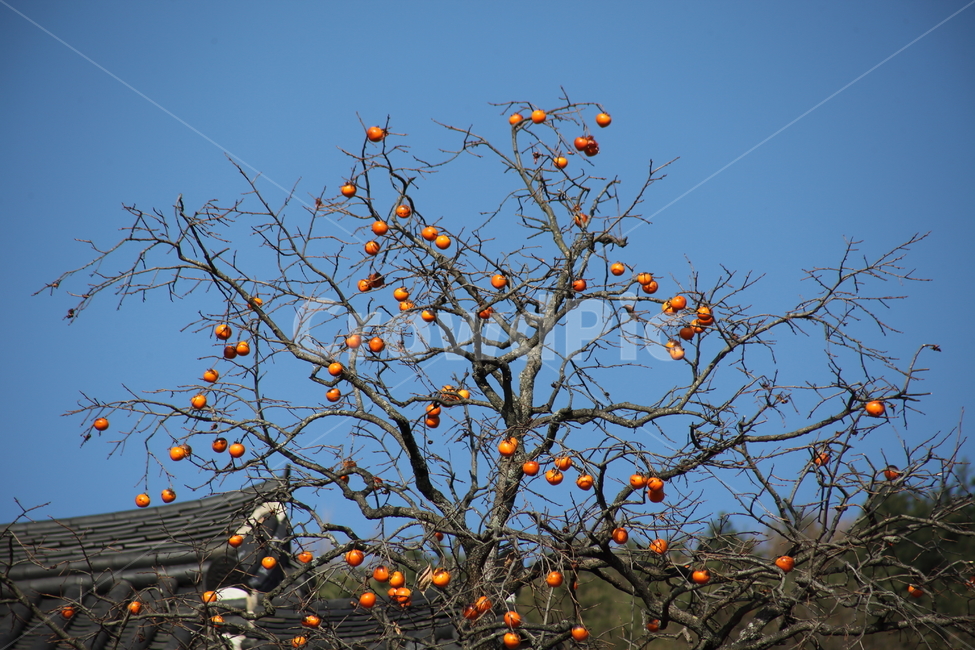 감나무,감,홍시,가을,persimmon,fruit,가을,계절,fall,autumn,season,식물,자연,plants,nature,나무,trees,wood,과일,열매,fruit,plant,food,음식