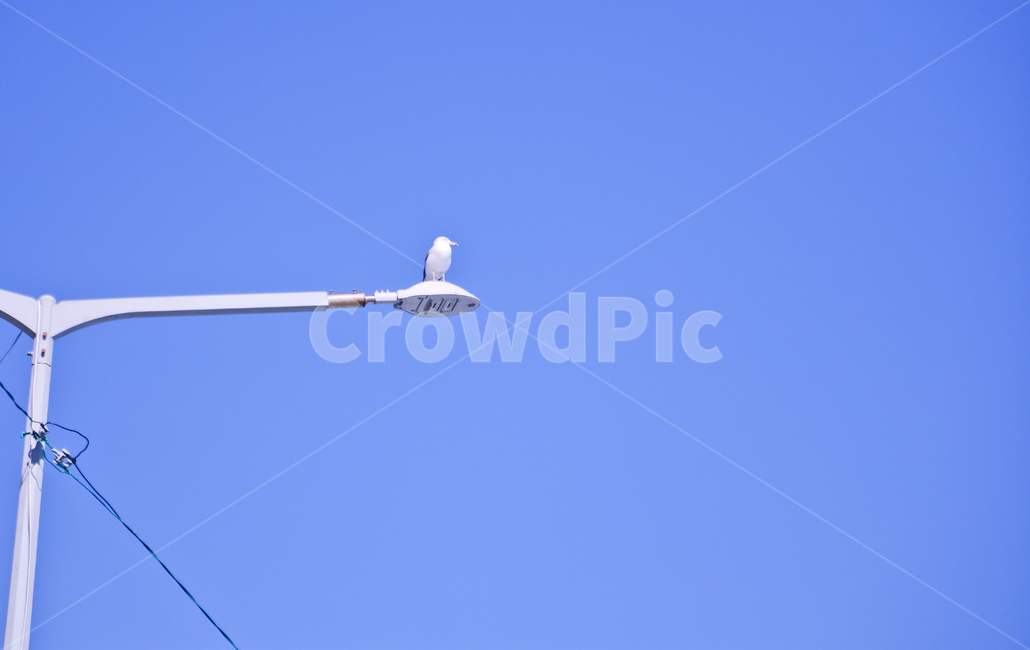 창공,푸른하늘,하늘,푸른,활강,날다,날으는,갈메기,날개,비행,동물,새,조류,가로등,전선,먼하늘,휴식,감성,동물,animal,조류,새,birds